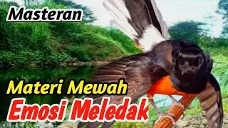 Masteran Murai Batu Premium | Natural River Stream Sound for Stress Relief &