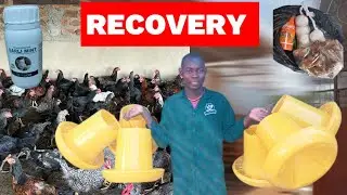How I Survived the Deadly Newcastle Disease Outbreak | A Hard Lesson for Every Poultry Farmer 🐓💔