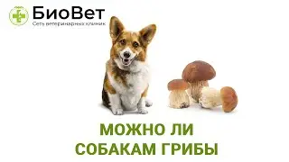 Можно ли собакам грибы