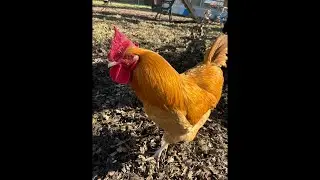 Clucky Chickens Live! Chickens Enjoying The Sunshine! Goldie & His Girls