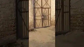 woodpecker flying