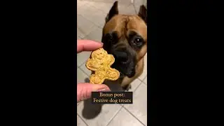 Bonus post: homemade dog treats #doglover #dogtreats #homemade #holidays