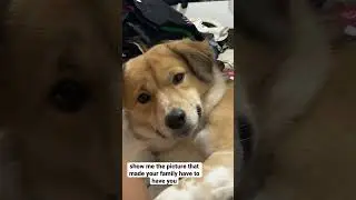 #aspin #cebu #maki #rescue #rescuedog #rescuebaby