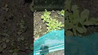 garden update #vlogphilippines