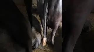 Murrha Baffalo 100 % best quality #cow #baffalo #murrhabuffalo #horselove