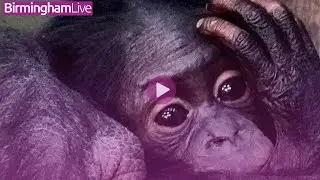 Twycross Zoo's baby bonobo named 'Biso'
