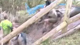 TOUGH GUY 2011.mp4