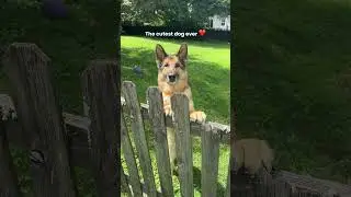 The cutest German Shepherd in the world 🥰