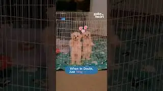 Cute Dog Duo Dancing in Sync