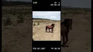 This Wild Horse&rsquo;s Brave Act Will Leave You Speechless! #shorts #short