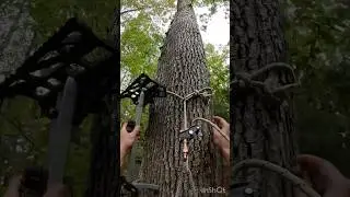 How to one stick saddle hunt #archery #bowhunting #hunting #saddlehunting #onestick