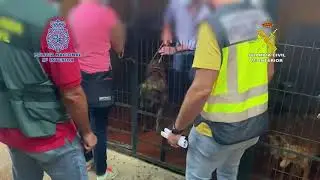 Encuentran 37 perros robados en una finca en Alcalá de Guadaíra