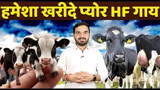 असली HF की पहचान कैसे करें | Specifications of pure Holstein Friesian cow | HF Pure Cow | High milk