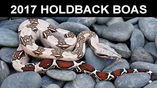 2017 Holdback Locality Boa Constrictors