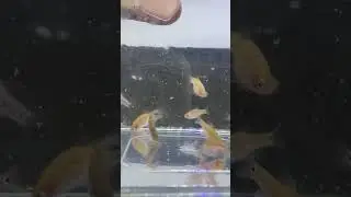 Microrasbora erythromicron Karlfish Aquazoo