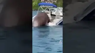 A walrus takes over a BOAT!?
