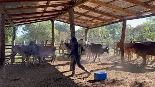 FUMIGAMOS LAS VACAS 