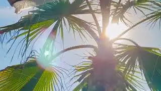 Palm tree under bright sun with lens flare against blue sky