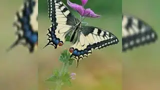 Los lepidopteros🦋