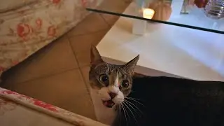 Cat Feels Extra Mrrrrpy This Morning