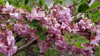 Tasty Pink Locust flowers (Robinia neomexicana)