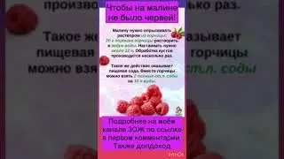 Чтоб малина была без червей #сибирскоездоровье #красота #молодость #сибирка #витамины #малина