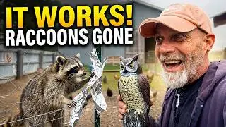 My Predator-Proof Chicken System Tested | Here's What Raccoons Can't Get Through