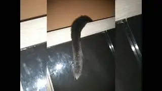 quando vc acorda e ver uma calda pendurada na porta do seu guarda roupa o que pensa 🤣🤣🤣🤣🤣🤣🤣