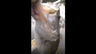Cache Un Bass Grande En El Rio!!!