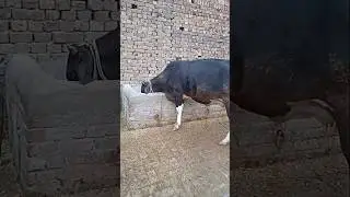Farm Tour #dairyfarm #cattlefarm #cow #buffalo #animals #farming