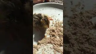 Baby Quail&rsquo;s First Meal (Just Hatched) 😲😱🤩