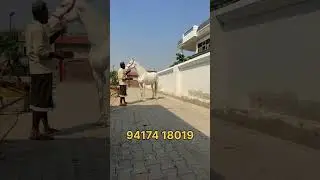 Mare for sale || #horse #shonkpunjabde #ghodiyan #punjab