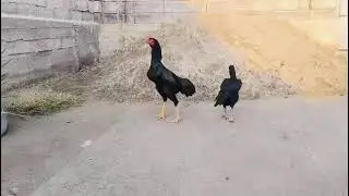 Шамо хдшон фуруши нестан комеда тхм даркорай ай хами парода хастак 11 01 2026.    