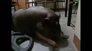 Crying Pig