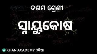 Anatomy of neuron[ODIA] | Control and Co-ordination | Class-10 | Biology | Khan Academy