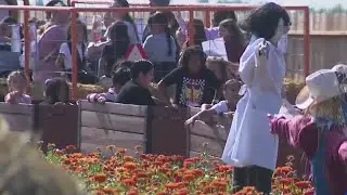 Modesto's Dutch Hollow Farms expects big turnout for fall activities