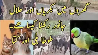 Keeping Goats as Pets at homes | can we keep dogs at homes