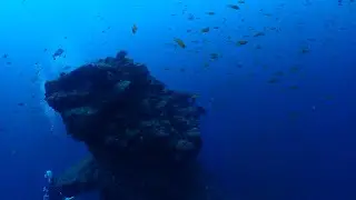 wilddiving田子三の浦洞窟フト根202409