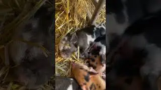 Sleeping Piglets! 💤🐽 #shorts #sleepy #piglets