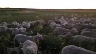 Sheep move - management intensive grazing