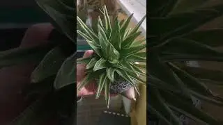 🌵Агава королевы Виктории. Это медленно растущий красивый суккулент рода Агава.