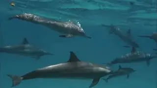 Light-emitting animals in the sea | New Discovery in Sea live | سمندر میں روشنی کرنے والا جانور