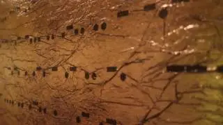 Texture: Artspeak Series Artworks,   Samuel Morse Museum  Exhibition