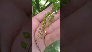 Pingo-de-Ouro/(Duranta erecta) L.  [Leitura na Descri&ccedil;&atilde;o]#plantas