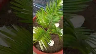 cycus plant care/how to glow and propagation cycas plant #easy glow#viral #short #trending
