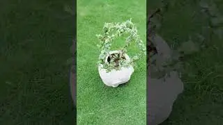 jade plant beautiful shape#garden #anime #nature