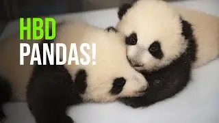SAVE THE DATE: 1st Birthday Of Zooparc De Beauval&rsquo;s Star Twins On Tuesday August 2!