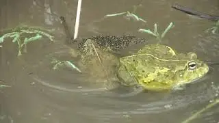 Bullfrog breeding frenzy after rain in Kruger National Park