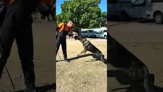 Bite work with bigger dogs an then building confidence with the younger dogs #parowk9 #dogtraining