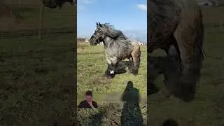 🐲 These horses are giants 😱 #popular #china #shorts
